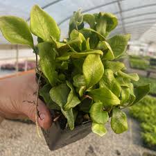 Image result for Pyrrosia