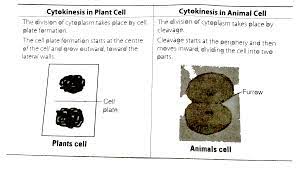 Check spelling or type a new query. How Does Cytokinesis In Plant Cells Differ From That In Animals Cells