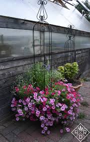 Image result for Ecbolium amplexicaule