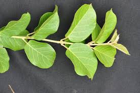 Image result for Combretum microphyllum