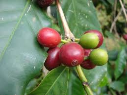 Image result for Coffea