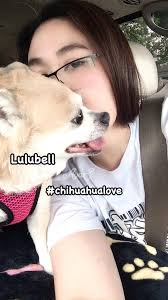 Good morning everyone 💕🐶 #carlgeorge #chihuahuafanatics  #everyonefollowers #chihuahua #chihuahuadog #chihuahuaworld