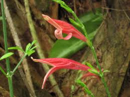 Image result for Dicliptera