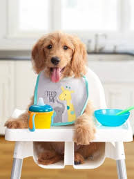 Fromm family puppy gold food for dogs is formulated to meet the nutritional levels established by the aafco dog food nutrient profiles for gestation/lactation pin van bark bark club op delicious dog food from www.pinterest.com. Large Breed Puppy Gold Dog Food Fromm Family Foods