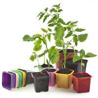 Dina tulisan ieu kami bakal masihan anjeun tips anu pangsaéna pikeun diajar kumaha miara pariuk liat. Pariuk Pikeun Bibit