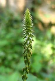 Image result for Achyranthes