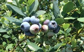 northern highbush blueberry cross pollination chart fruits