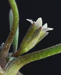 Image result for Limosella capensis