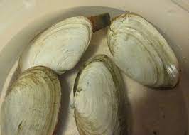 We did not find results for: Odfw Cleaning Softshell Clams