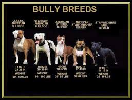 Pin By Kelly Price On Pets Bully Dog Pitbull Terrier