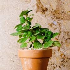 Image result for Coleus cylindraceus