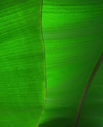 A Study In Green Botanischer Garten Tubingen January 2019 Picture By Nicole Oranje Oranje