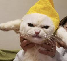 ぷんすかニャ 怒っているのになぜか癒されるニャンコの表情が話題に ねこのきもちweb magazine かわいいペット 可愛い猫 面白いペット
