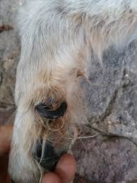 And most don't seem to perform poorly for lacking them. Oso Ingrown Infected Toenail Unidos Para Los Animales
