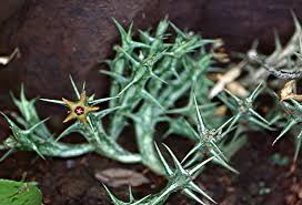 Image result for Australluma