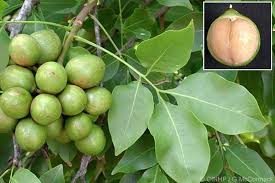 Image result for Melicoccus