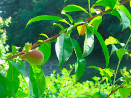 Image result for Prunus persica