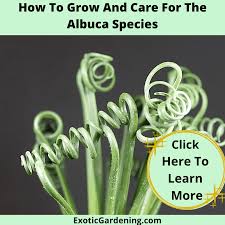 Image result for Albuca setosa