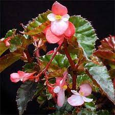 Begonia Cat Plants Cat Safe Plants Toxic Plants For Cats