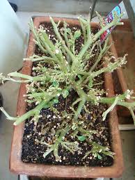 あれや これや 植物関係のまとめ