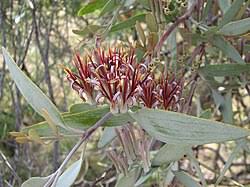 Image result for Vanwykia remota