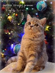 Cok Tatli 4 Aylik Scottish Straight Prenses 723 Scottish Fold Tatli Prenses