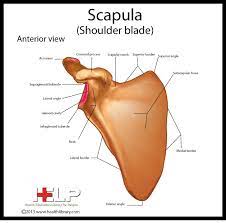 Human shoulder anatomy with vector sketch of scapula and humerus bones, medicine and health care design. Scapula Shoulder Blade Anterior View Shoulder Anatomy Upper Limb Anatomy Scapula