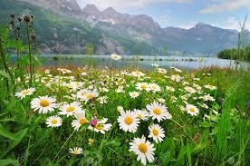 Buy or sell new and used items easily on facebook marketplace, locally or from businesses. Alpine Meadow With Beautiful Daisy Flowers Near A Lake In The Stock Photo Picture And Royalty Free Image Image 14076118