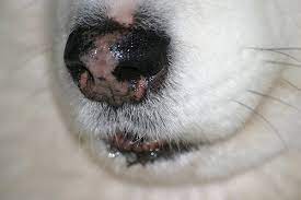 Pink Dog Nose Snow Nose Is Not Just A Winter Condition Natural Dog Company