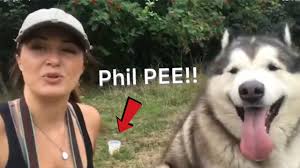 Female pattern hair loss is the commonest cause of hair loss in women and prevalence increases with advancing age. Malamute Tiny Tail Diagnosis Youtube