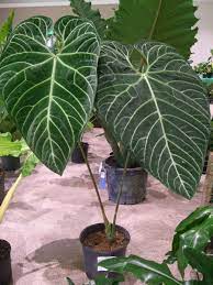Pin On Philodendron Anthurium Epipremnum