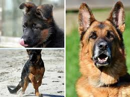 Just check that if the newborn german shepherd puppies are able to breathe or not, and if you find some pups are feeling difficult to breathe make sure you use a suction. German Shepherd Puppy Behavior Development Stages