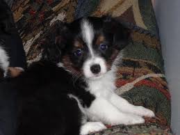 All colors available, even the blue eyed tris. Toy Australian Shepherd Puppies For Sale Michigan