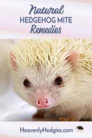 Hedgehog Mites Home Remedy Hedgehog Pet Hedgehog Care Hedgehog