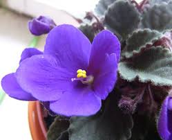 Image result for puklice na pokojových rostlinách obrázek