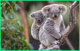 Beberapa sumber daya mineral yang tersedia di negara ini adalah pasir dan kerikil untuk bangunan, logam, dan lempung. 51 Inspirasi Flora Dan Fauna Australia