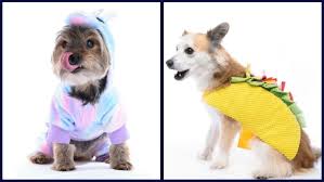 halloween 2019 13 cute and affordable costumes for dogs