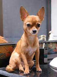 Precious Chihuahua Perros Chihuahua Razas De Perros Chihuahua Perros Chiguagua