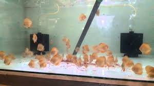 Tentu saja kolam dengan ukuran kecil hanya mampu menampung ikan gurame dalam jumlah yang tidak banyak. Ikan Discus Blue Usia 1 Bulan By Media Hobby