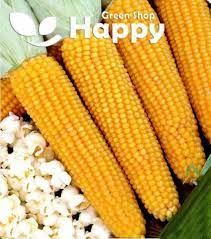 Corn Seeds Popping Corn 30 Seeds Zea Mays Etsy In 2021 Corn Seed Popcorn Plant Plant Spacing