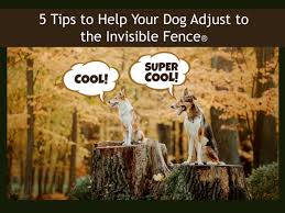 Carry the collar by hand to the invisible or wireless fence boundary. 5 Tips To Help Your Dog Adjust To The Invisible Fence The Pet Blog Lady Celebrating Our Pets