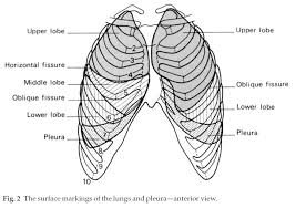 Twelve pairs of ribs, numbered from supeiror to inferior, the rib number corresponds to tubercle of rib and anterior surface of lower vertebra and head of rib articulates with this joint as wel. Image Result For Upper Border Of 10th Rib Oblique Fissure Surface Apex Of Lung