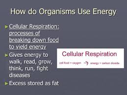 2 2 how is energy transferred between organisms? Ppt Chapter 5 Evolution And Community Ecology Powerpoint Presentation Id 441581