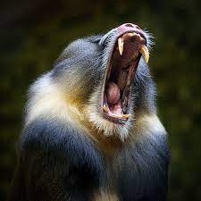 Madrill By Elizabeth Goncharuk 500px Wild Animals Photography Amazing Animal Pictures Zoo Animals