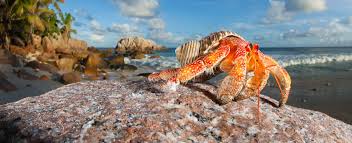 Giới thiệu | Nơi chia sẻ và thảo luận về hermit crab