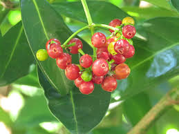 Image result for Psychotria capensis