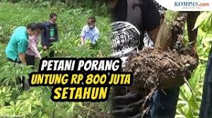 Porang bibit sangat diincar saat ini terutama di daerah muara papalik, kab. Porang Raksasa Unik Senilai Rp 7 2 Miliar Asal Sumut Tembus Pasar 3 Negara Halaman All Kompas Com