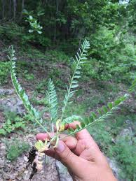 Image result for Phyllanthus crassinervius