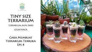 Umumnya terarium menggunakan wadah kaca atau plastik. Tiny Size Terrarium Terrarium Mini Dari Gelas Kaca Cara Membuat Terrarium Terbuka Eps 4 Youtube