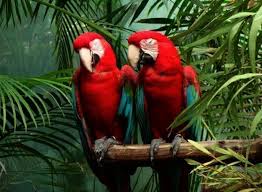 Pet owner's guide to keeping, feeding, care and training: Get Some Pet Birds For Sale Cheap Google Pet Birds Wild Birds Beautiful Birds